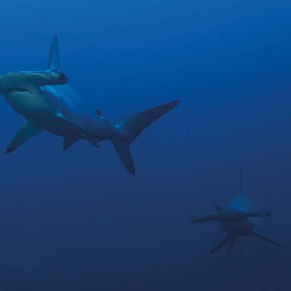 Nagez près des requins-marteaux