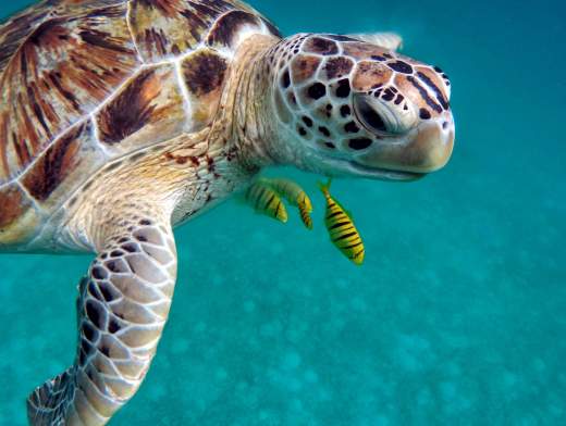 Croisière snorkeling aux Maldives