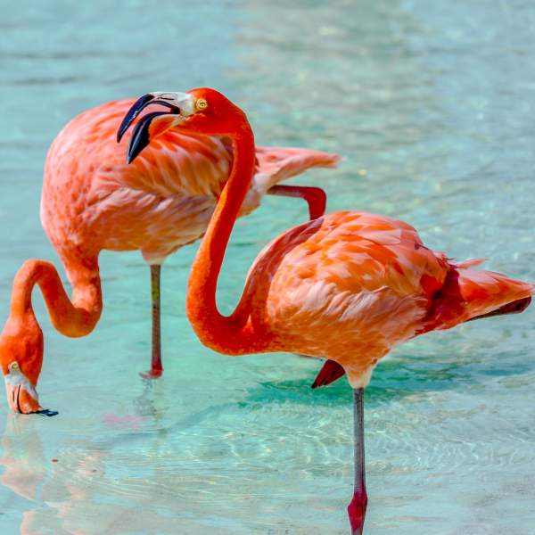 Les célèbres flamants roses des Bahamas