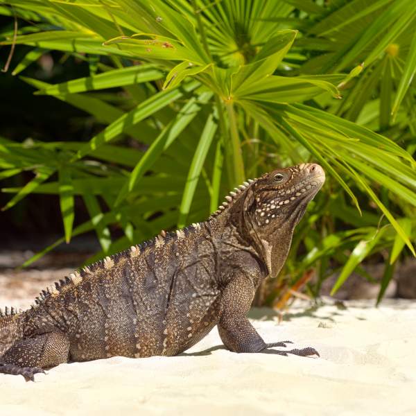 Rencontrez la faune des îles telle que l'iguane des Petites Antilles