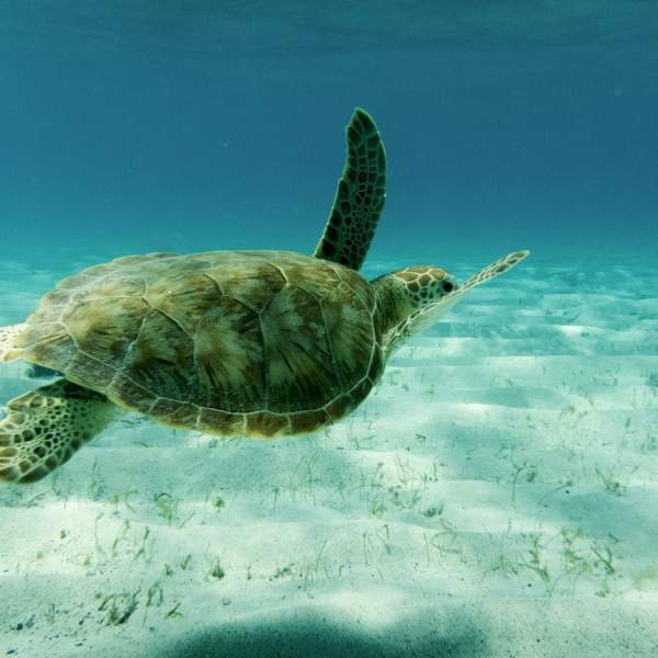 Nager avec les tortues à Tobago Cays