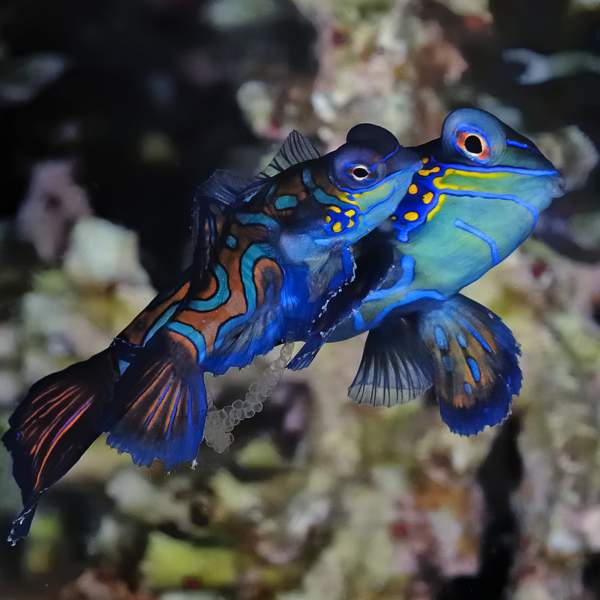 L'inoubliable poisson Mandarin aux couleurs vives