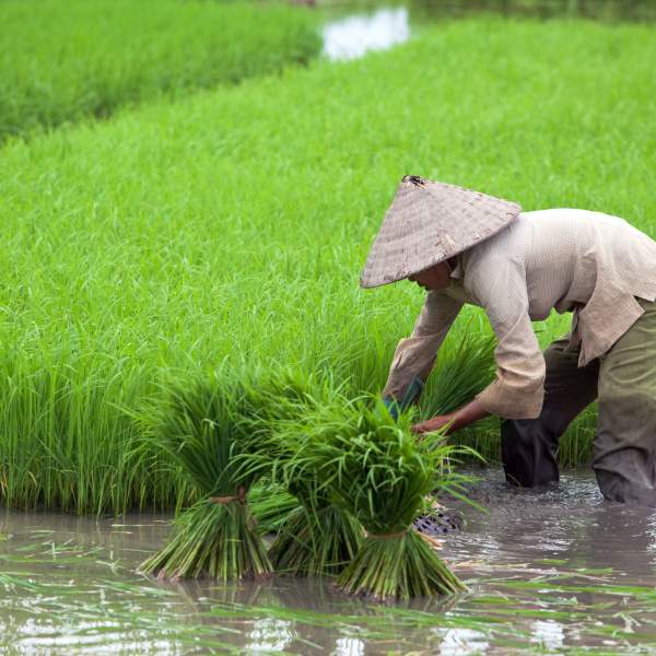 La riziculture et son rôle indispensable dans l'économie du Vietnam
