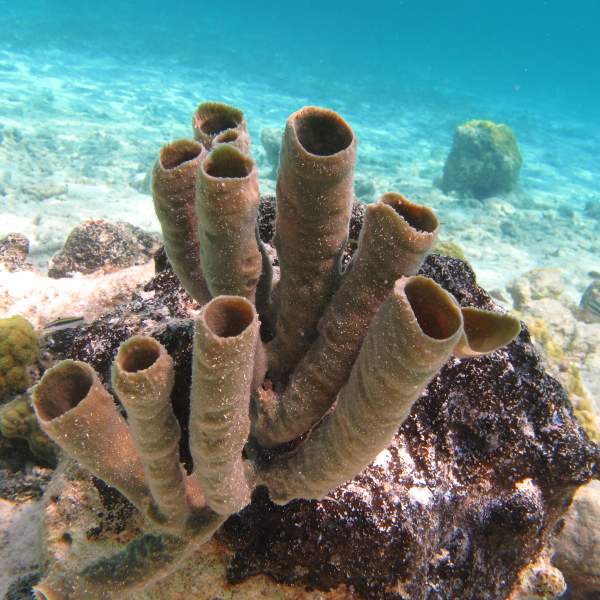 Une eau transparente idéale pour l'exploration des fonds-marins