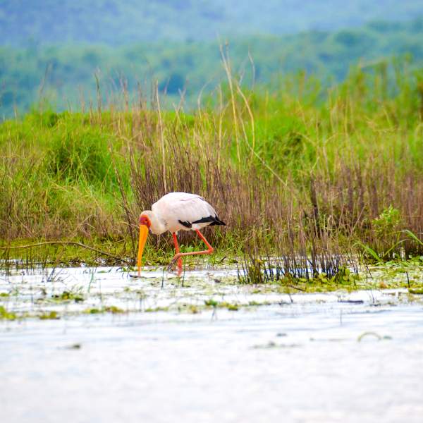 La cigogne Tantale Ibis avec son bec jaune et ses longues pattes fines