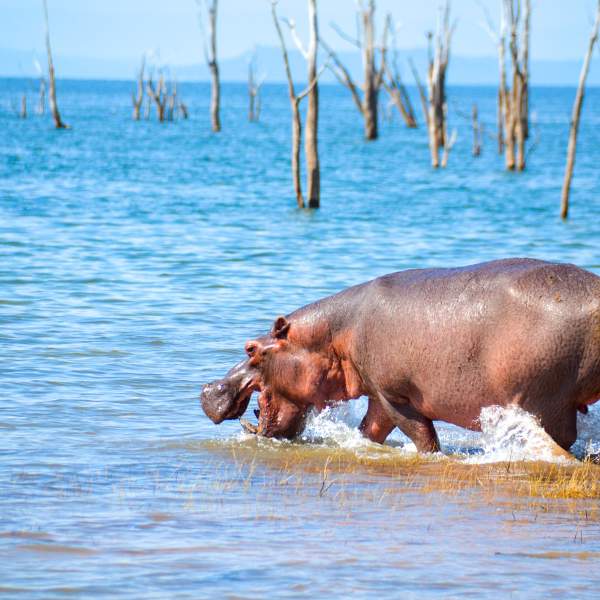 Le Parc National de Matusadona et ses nombreux hippopotames