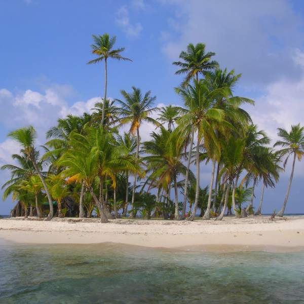 Détendez-vous à l'ombre des cocotiers