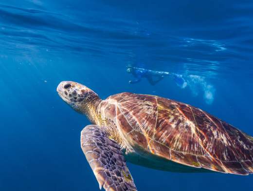 Découvertes aquatiques à Maurice