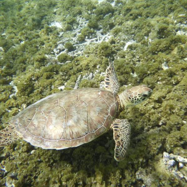 Sortez palmes, masque et tubas pour nager avec des tortues