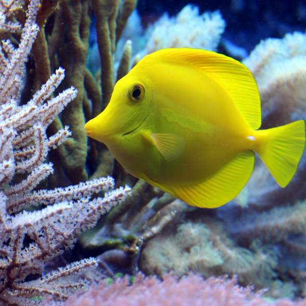 Découvrez la faune et la flore sous-marine