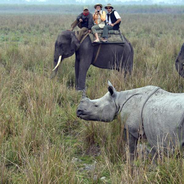Vivez un moment inoubliable lors de votre safari à dos d'éléphant