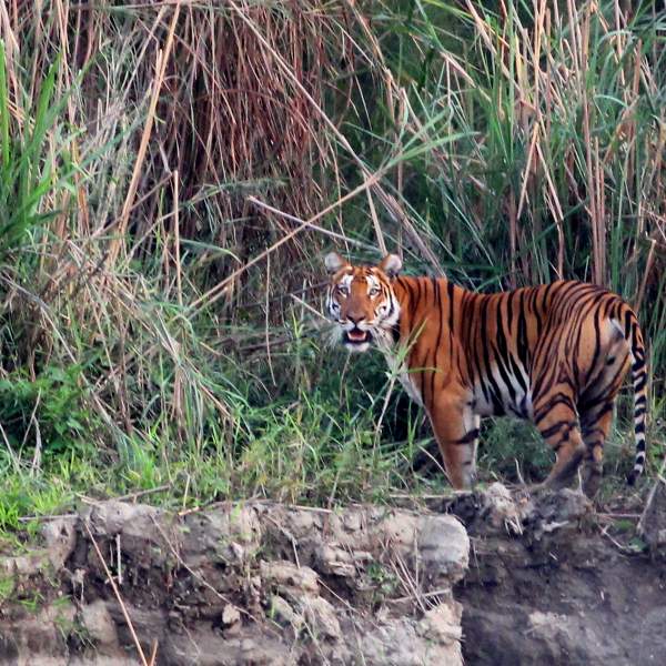 Le parc national de Kaziranga et sa faune sauvage