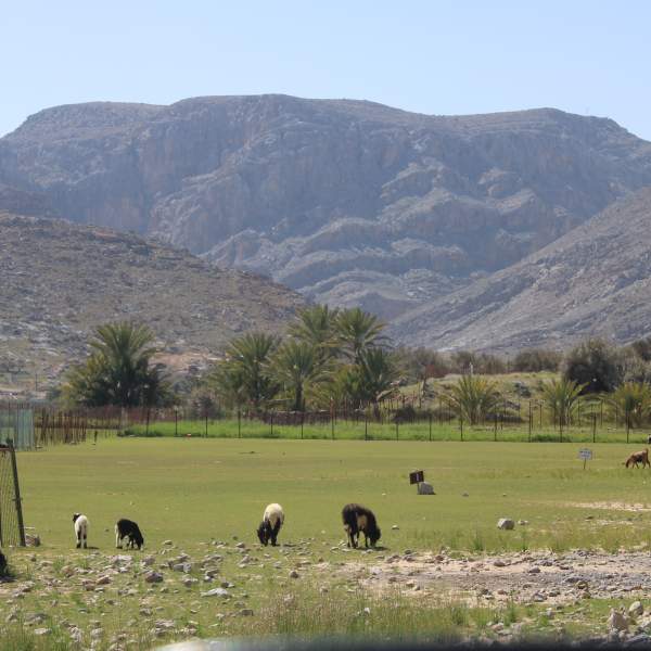 Découvrez les plaines de Musandam