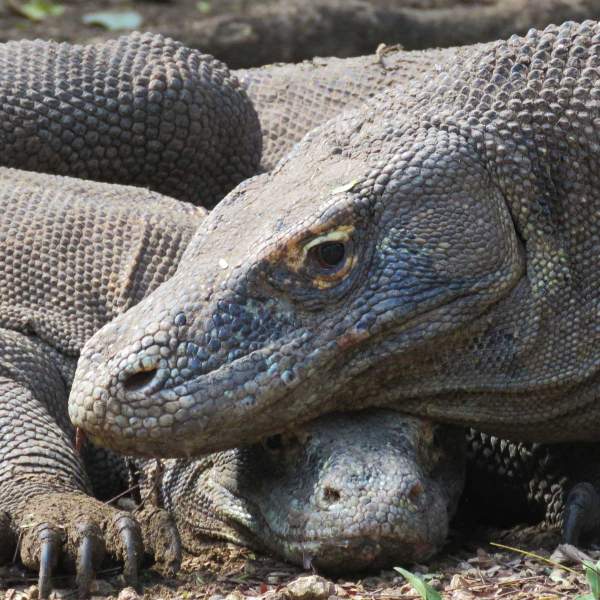 Partez sur les traces des dragons Komodo