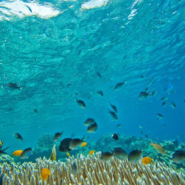 Plongez au milieu de centaines de poissons !