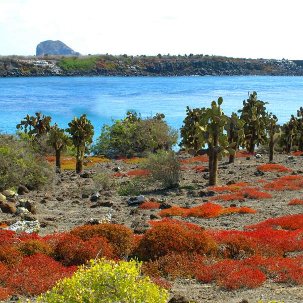 South plaza, l'une des plus petites îles de l'archipel