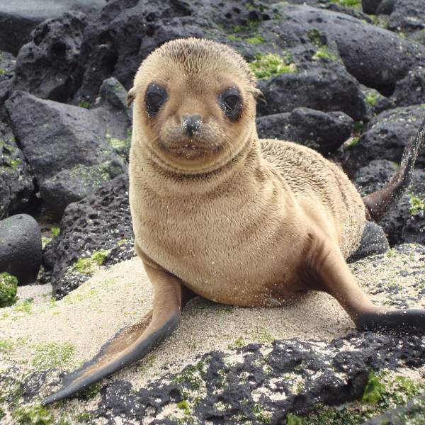 Laissez-vous attendrir par ces adorables otaries