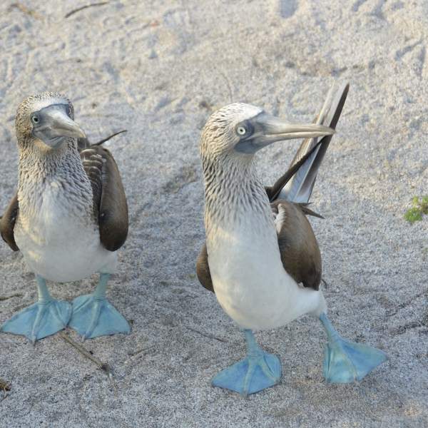 Les Fous à pieds bleus et leur petit air charmant