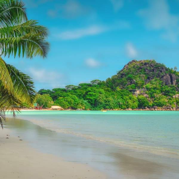 Praslin et ses innombrables palmiers