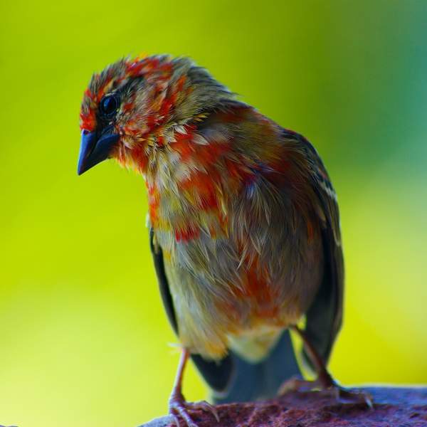 Découvrez des espèces d'oiseaux très colorées
