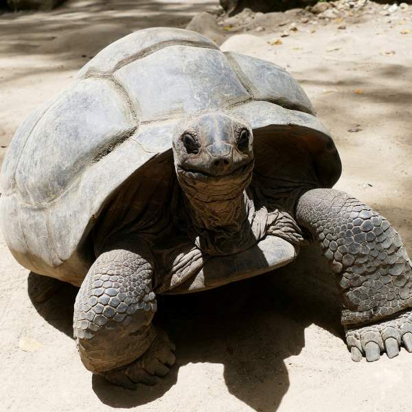Faites la connaissance tortues géantes de Curieuse