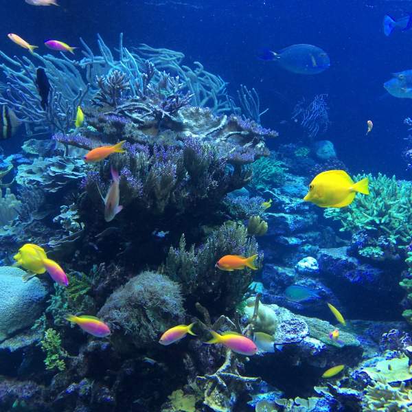 Observez l’harmonieux balai des poissons nager autour de vous