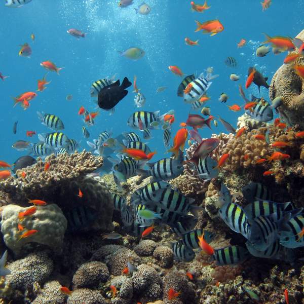 La mer Rouge et son incroyable biodiversité sous-marine