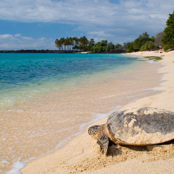 Rencontrez les inoubliables tortues des Seychelles