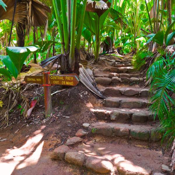 Explorez la Vallée de Mai et son incroyable forêt