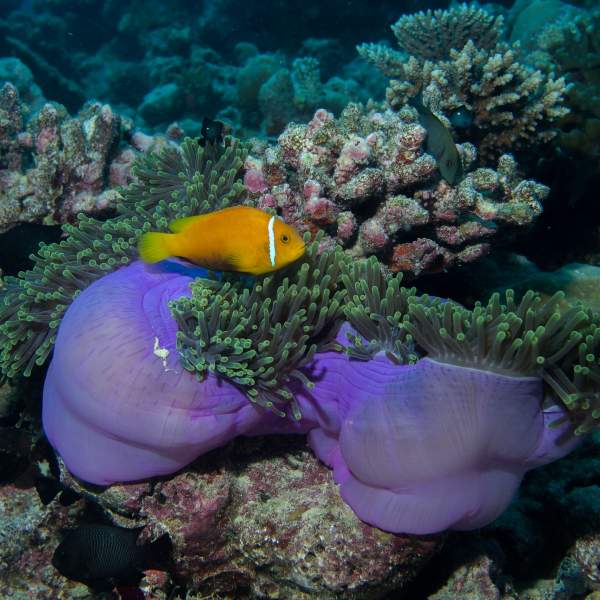 Découvrez la richesse des fonds marins