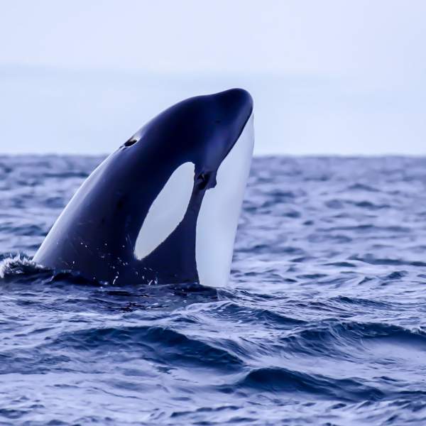 Ouvrez l’œil baleines et orques ne sont pas loin