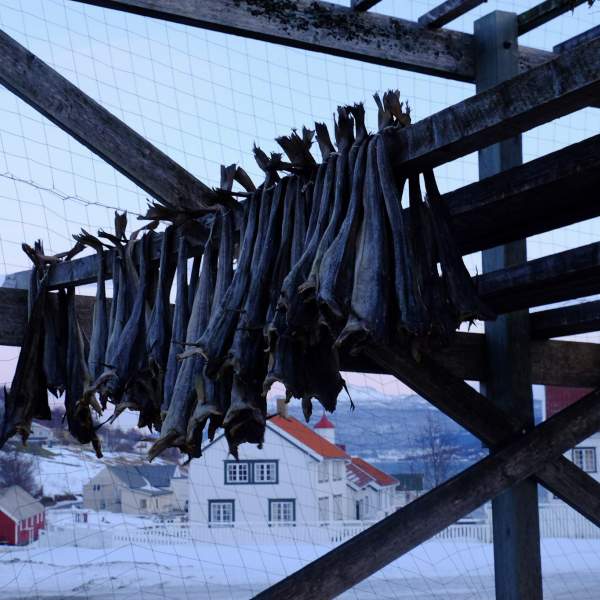 Les inévitables étendoirs à harengs