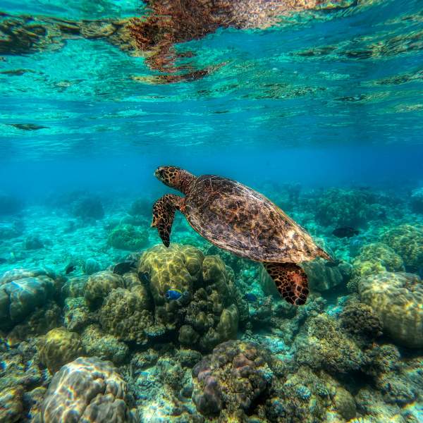 Découvrez des fonds marins aussi beaux que diversifiés