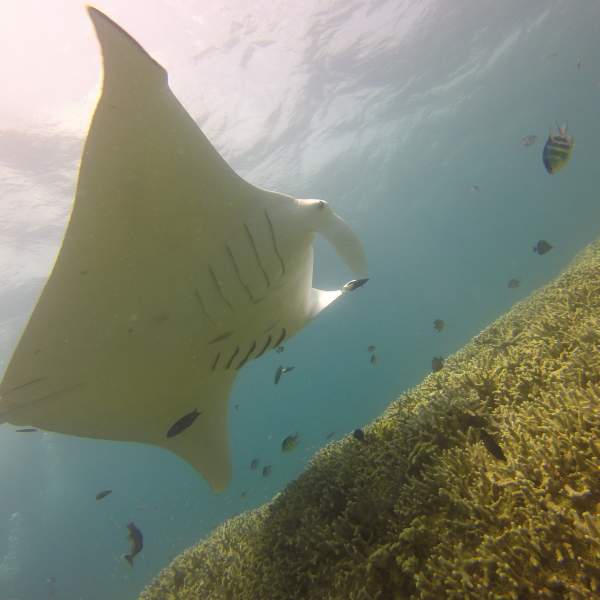 Partez à la rencontre des somptueuses raies manta