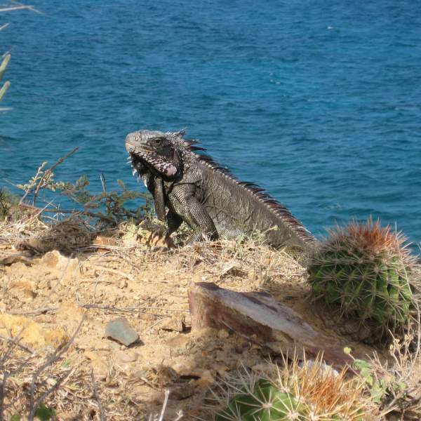 Partez à la rencontre des iguanes antillais