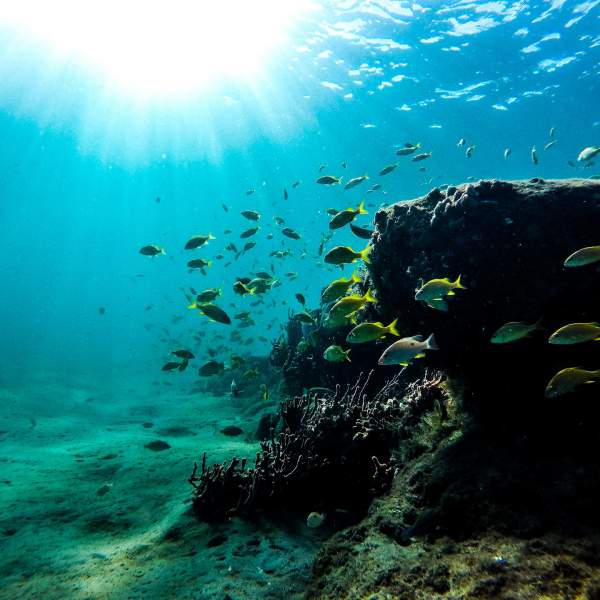 Découvrez de nombreux spots de snorkeling
