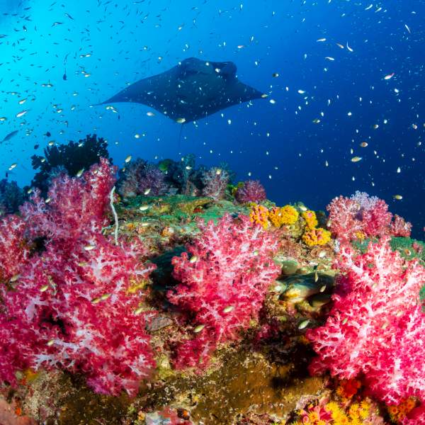 Nagez dans des fonds marins colorés