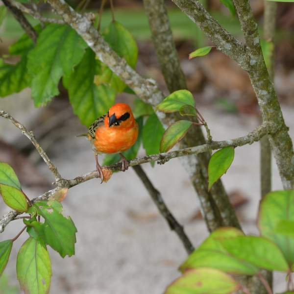 Les Seychelles séduiront les passionnées d'ornitologie