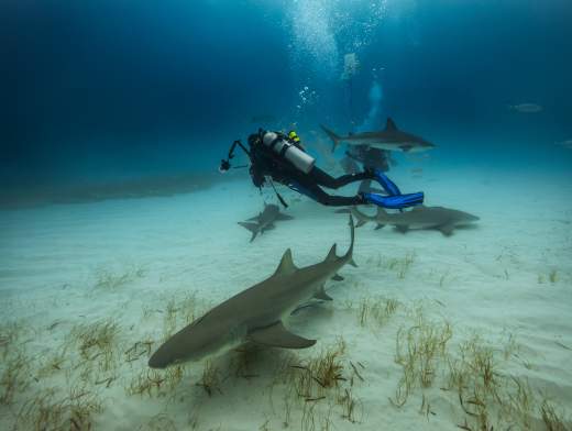 Croisière plongée aux Bahamas