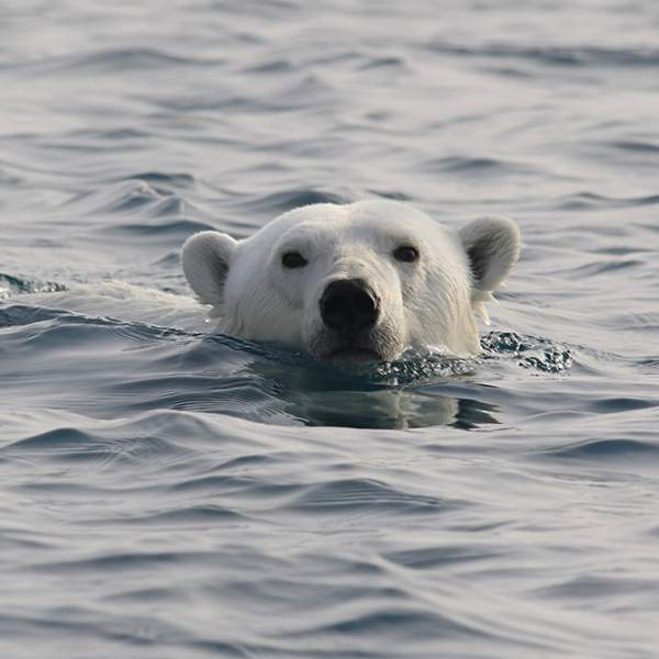 ours polaire prenant un bain