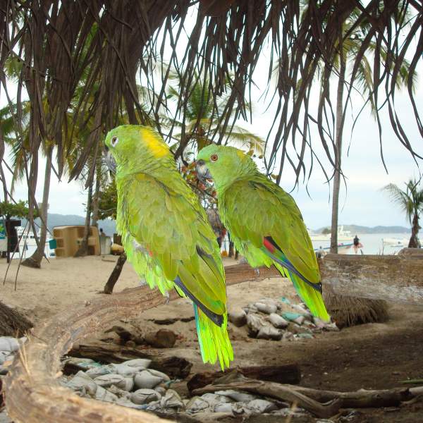 Une faune de toutes les couleurs