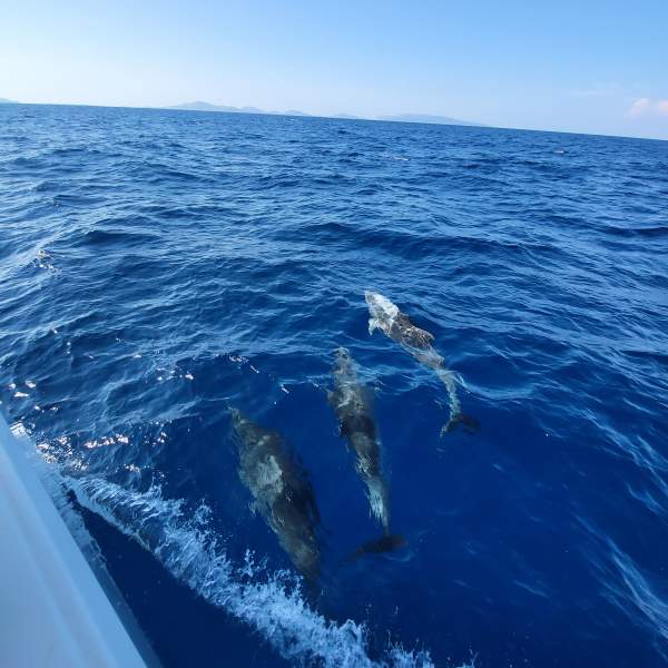 Peut-être croiserez-vous des dauphins ?