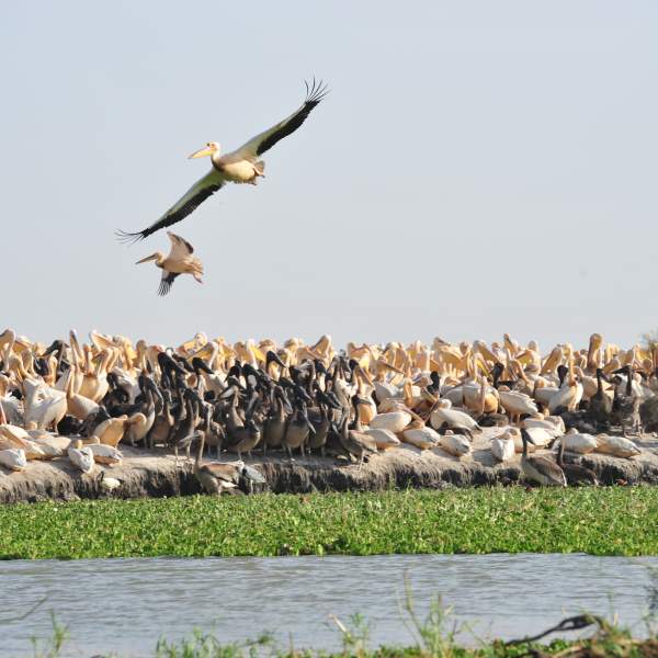Le parc national du Djoudj