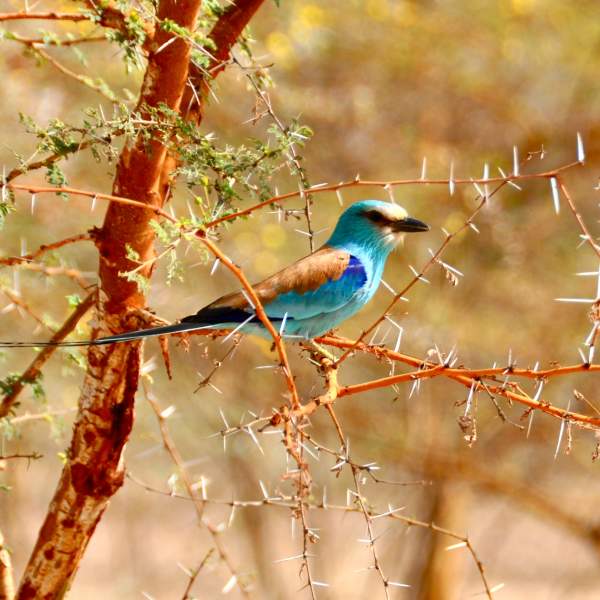 Découvrez des millions d'oiseaux