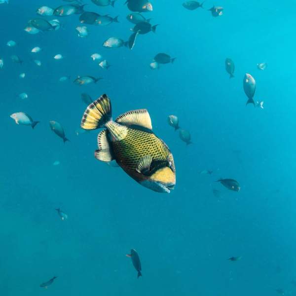 Découvrez les fonds marins