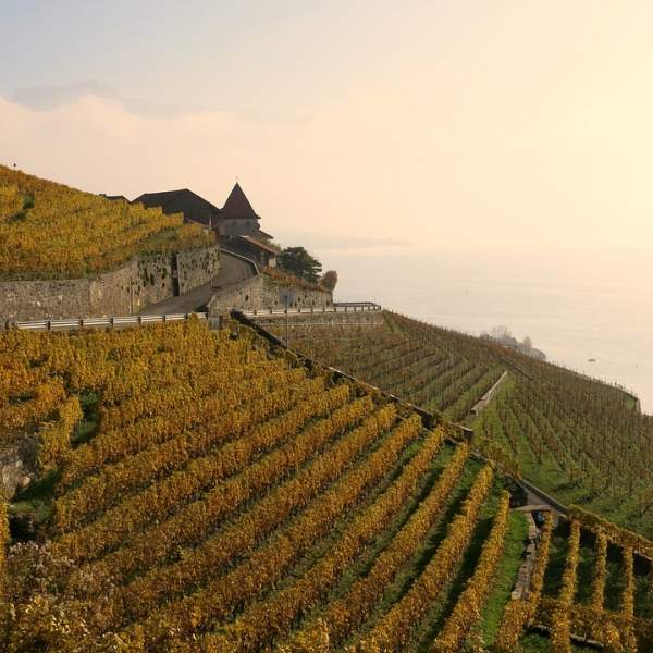 Les vignobles à admirer depuis votre catamaran