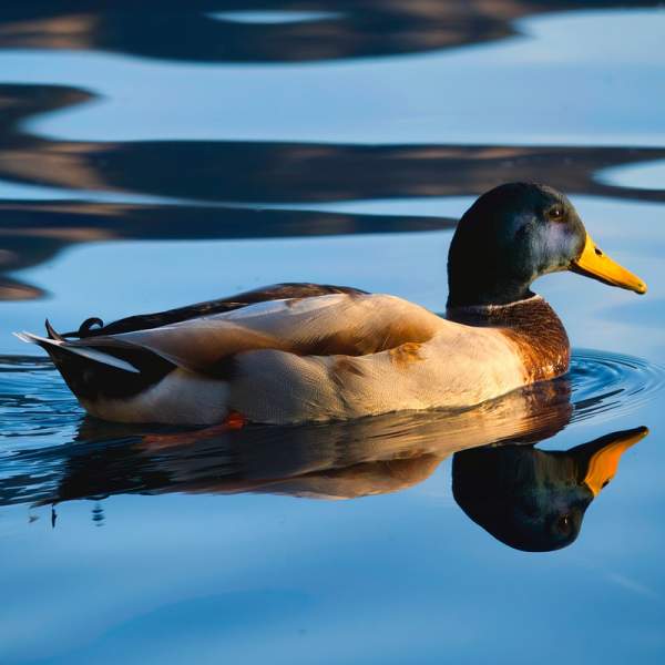 Faites la rencontre des habitants du lac