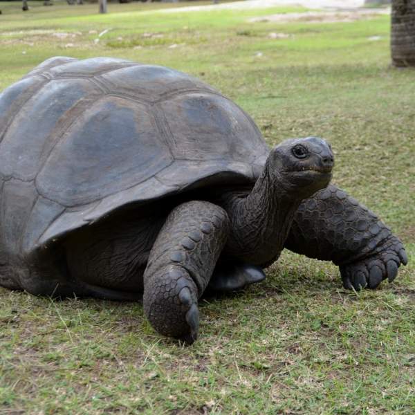 Tortue géante de l'Île Curieuse