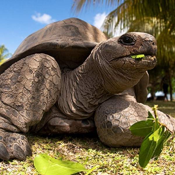 Une tortue géante sur l'île Curieuse