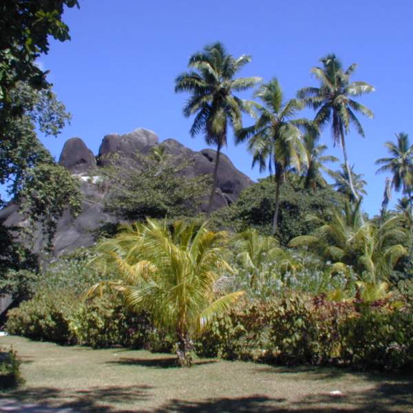 Dans la Vallée de Mai : coco de mer, coco-fesses et palmiers.